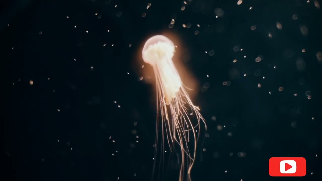 jellyfish,Different types of jellyfish//and beautiful movement jelly and sounds //awesome //sea's