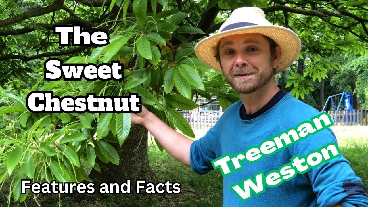 Sweet Chestnut Tree Identification (Castanea sativa) Features and Facts