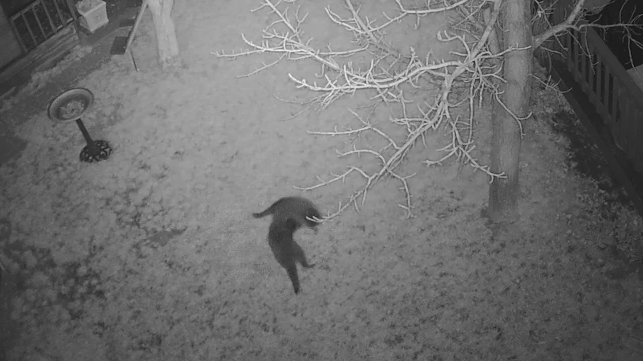 Raccoon Play