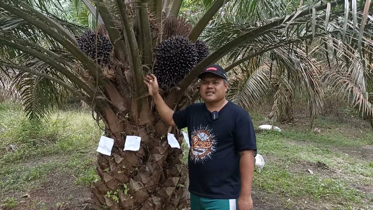 Cara Menghitung Pelepah Kelapa Sawit