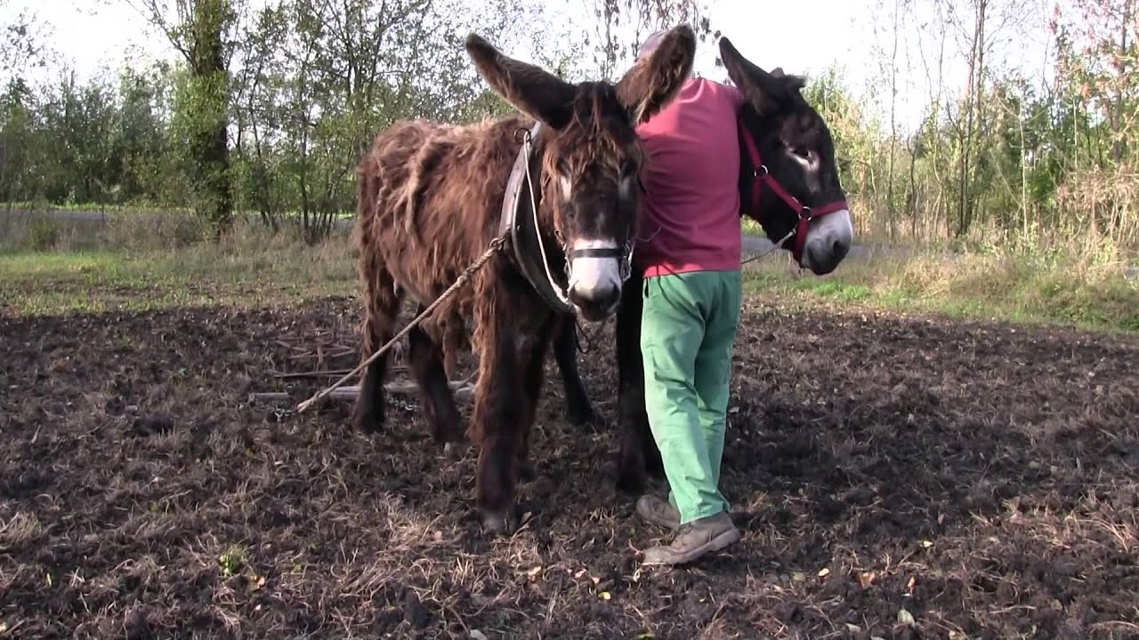 Retour aux sources avec les bourriques à