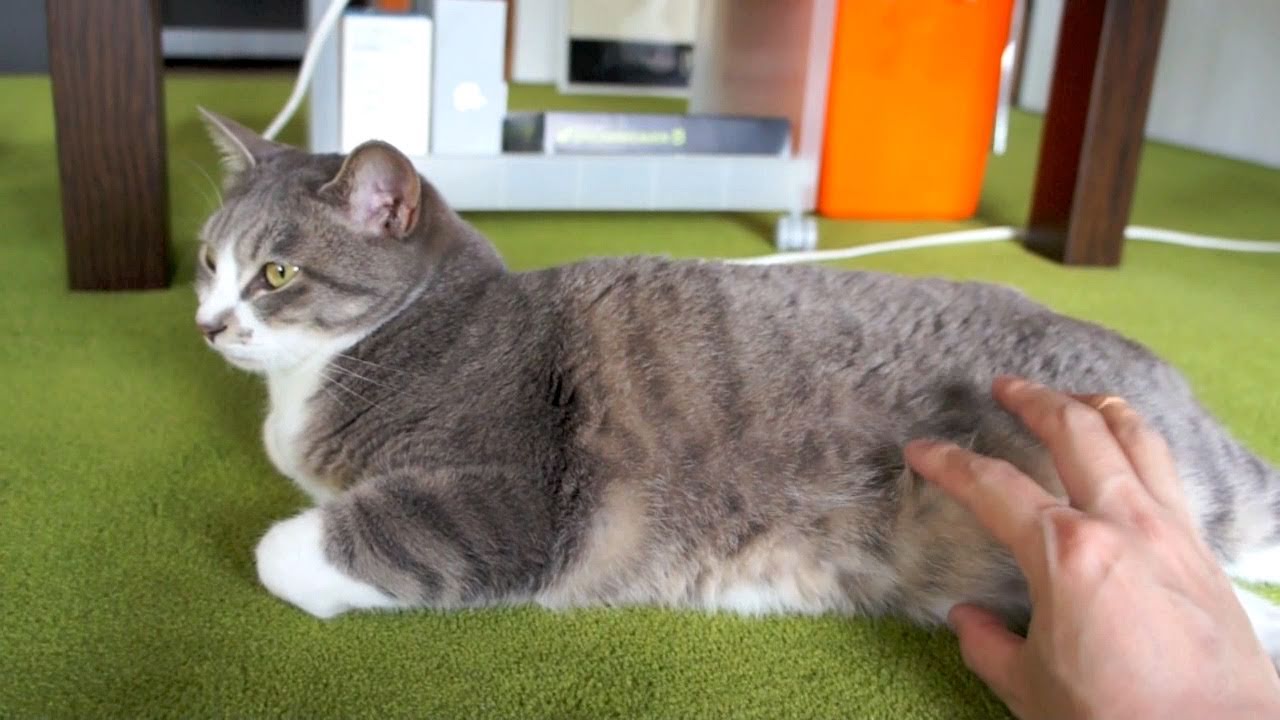 まったりキャット - Relax Cat -