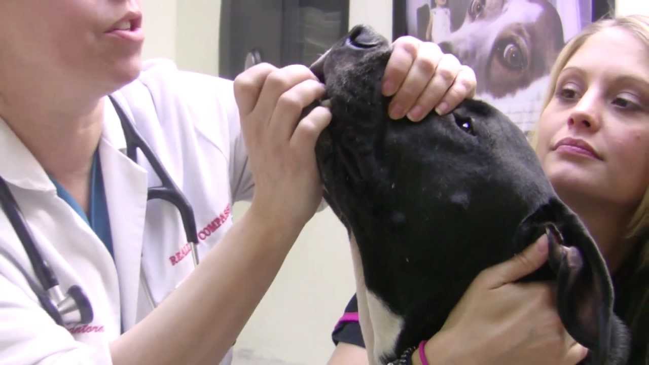 How to give a dog a pill