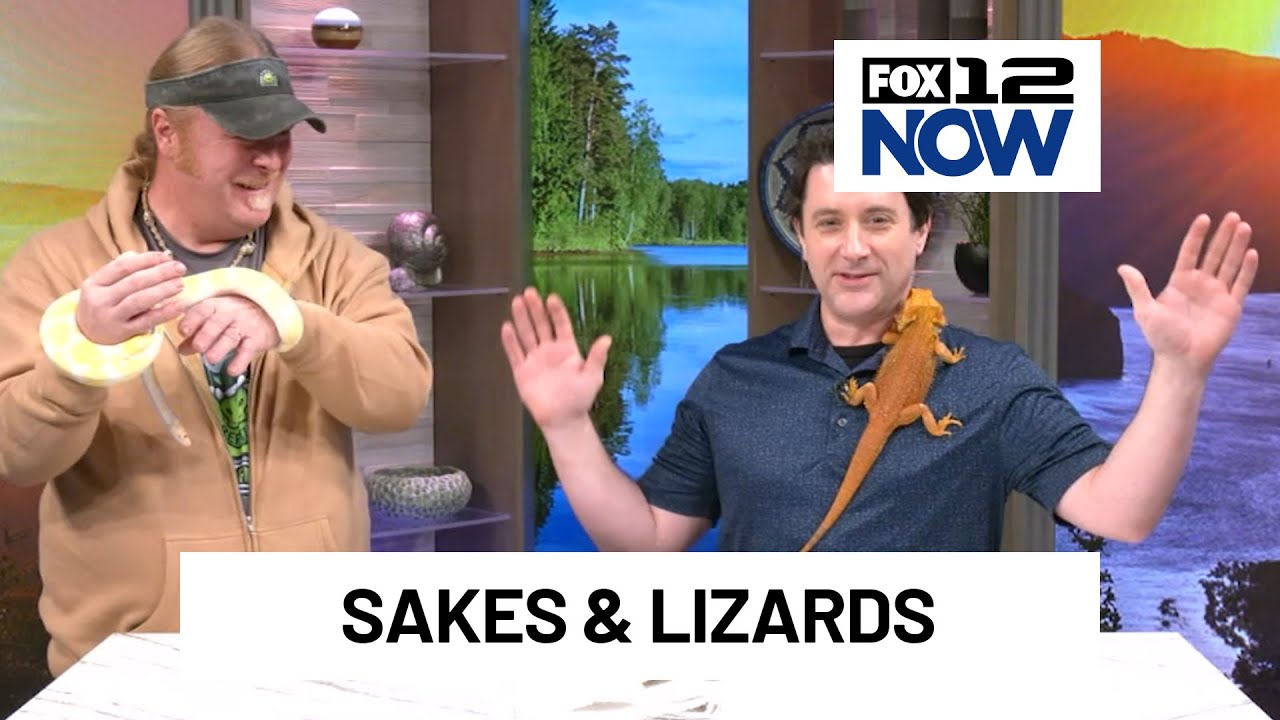 Portland Reptile Expo visits studio with boa snake, bearded dragon & chameleon