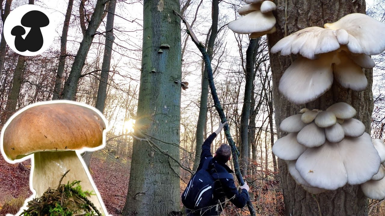Die Steinpilze des Winters | Erfolgreiche Taktik für Austernseitlinge!