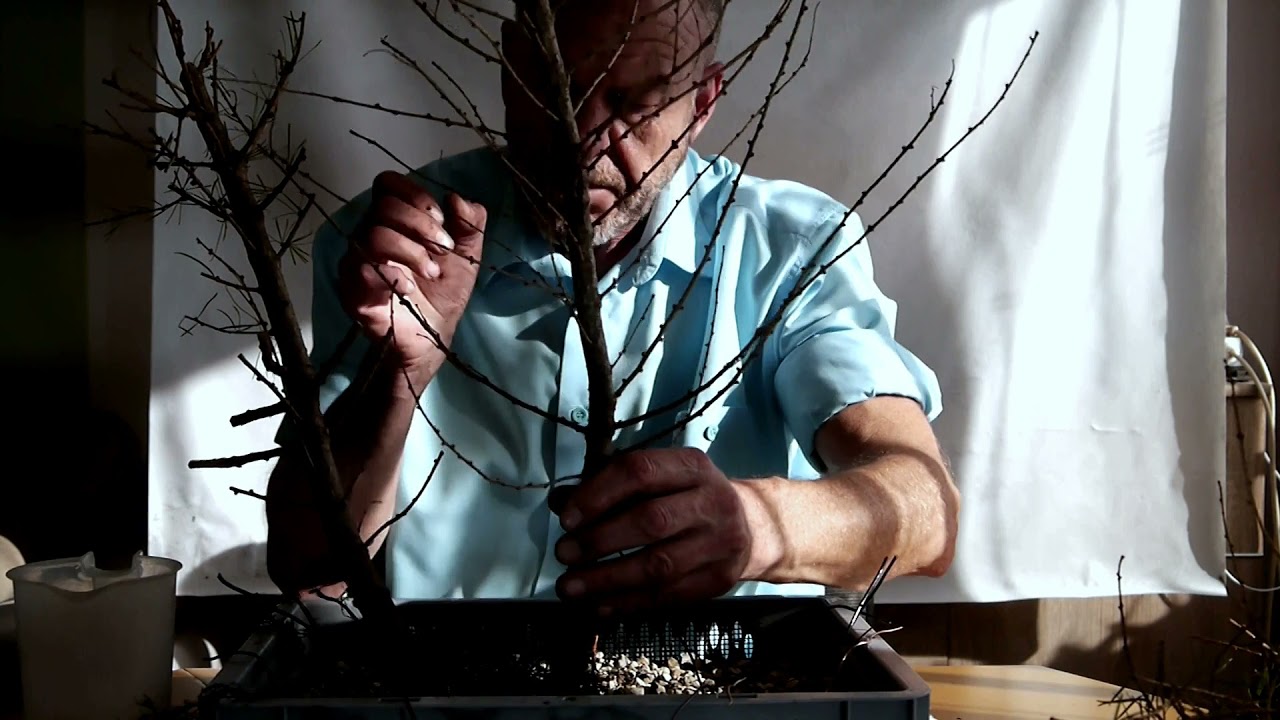 Eine Lärchengruppe/Wäldchen entsteht