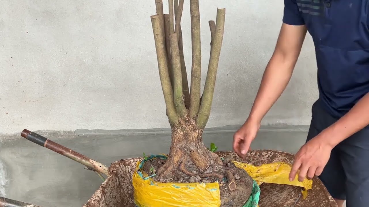Phôi mai tứ quý và cách xử lý để ghép mai vàng