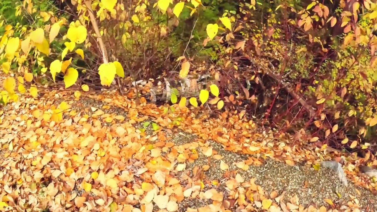 DOWN BY THE RIVER - ERIE CREEK -October #riversounds #riverside #wilderness #kootenaylife