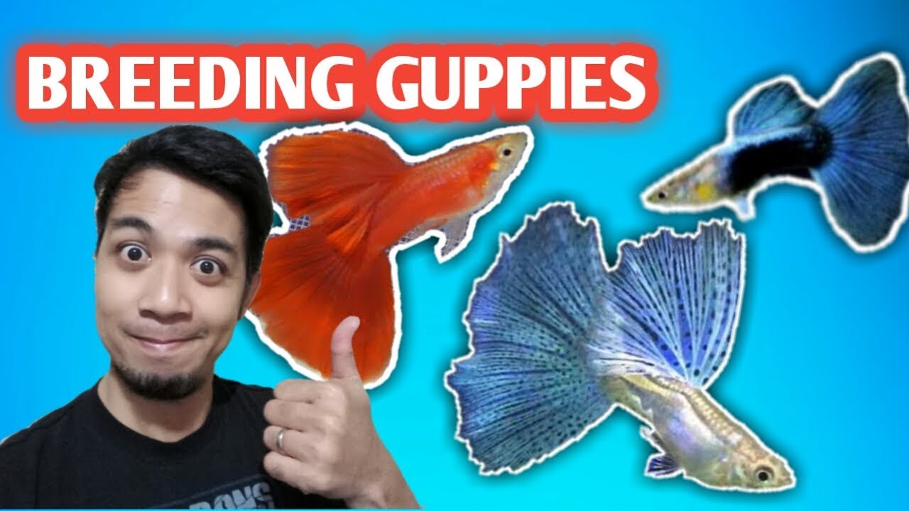 GUPPY BREEDING || cheap and easy way (tagalog with english sub) - hendrix backyard
