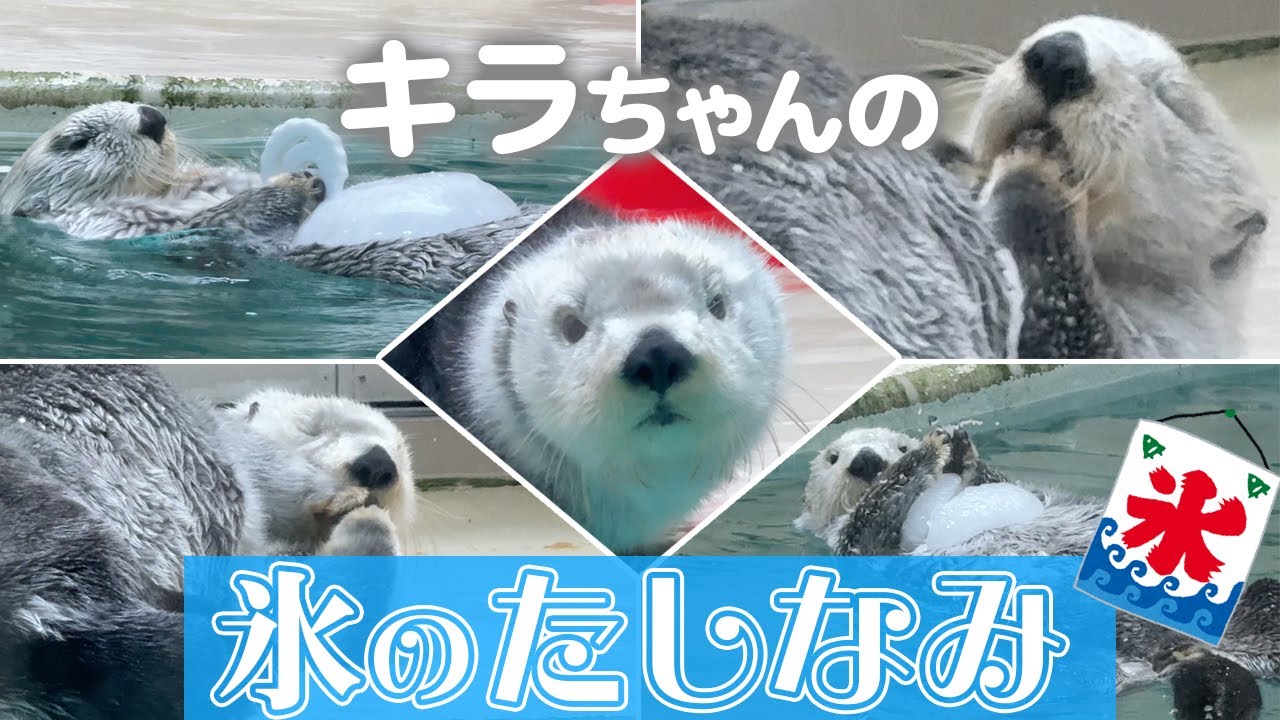 【鳥羽水族館】ラッコ🦦キラちゃんの大好きな氷タイム大特集！