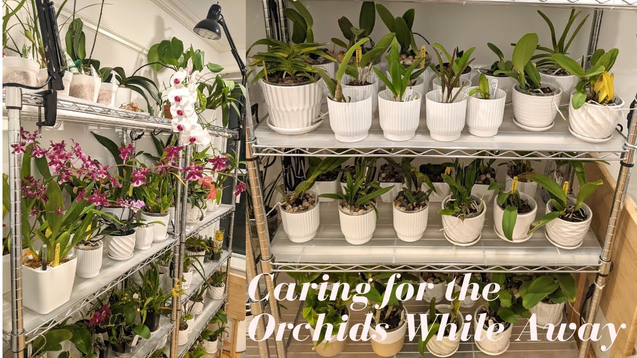 Indoor Orchid Care | What happens to Orchids when you’re away over a week?  Self Watering Fail