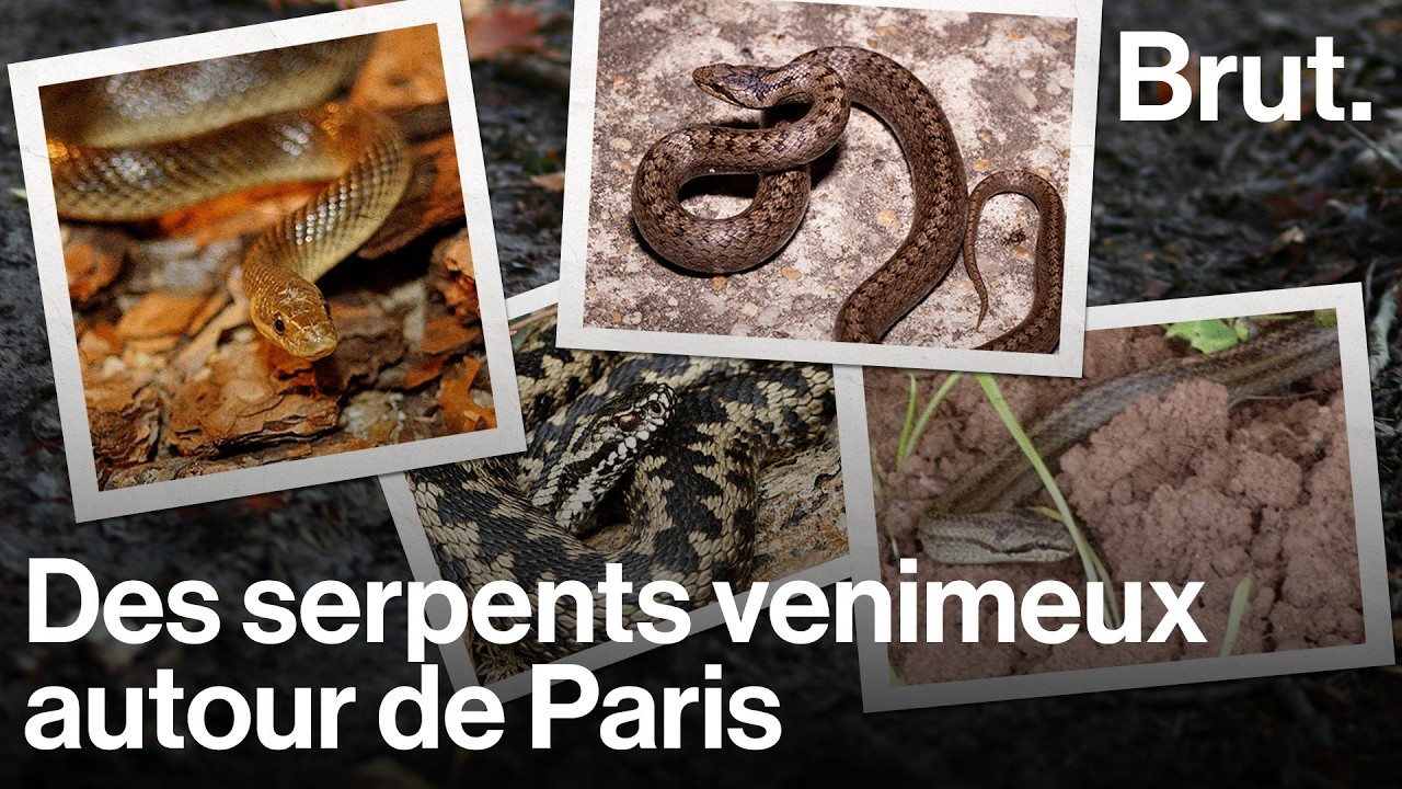 On est parti observer les serpents avec Ilian, biologiste