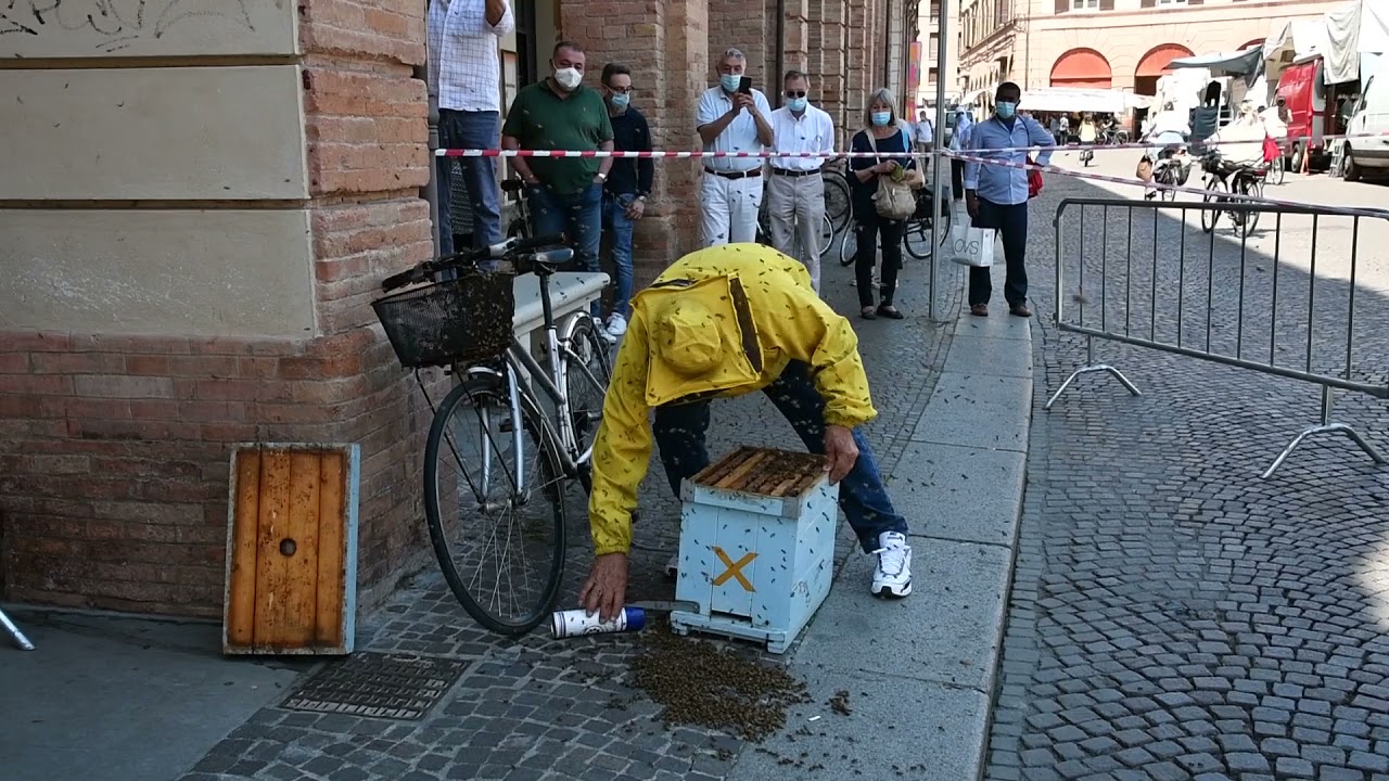 Forlì, uno sciame di api nel cuore di piazza Saffi