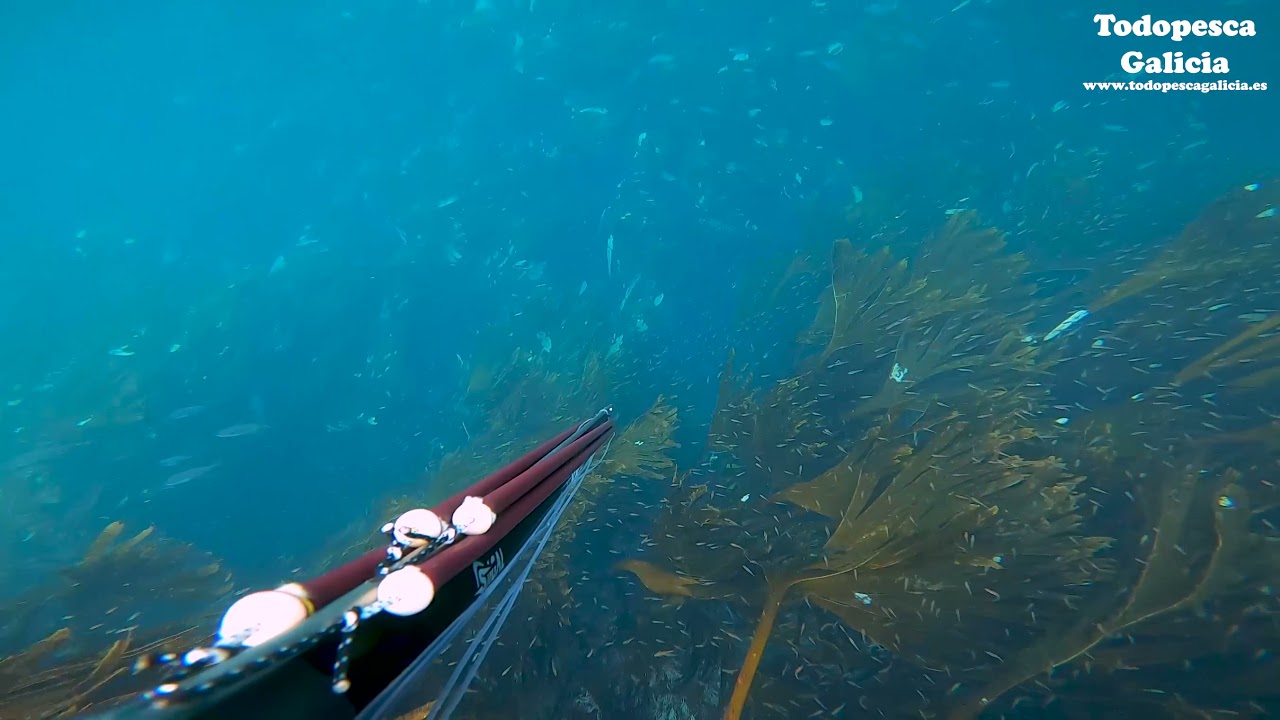Pesca submarina con Sigalsub Nemesis