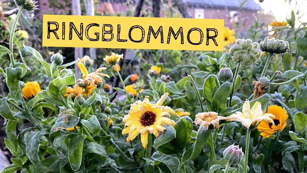 RINGBLOMMOR i din trädgård - Odla en enkel blomma med lång blomning som klarar frost
