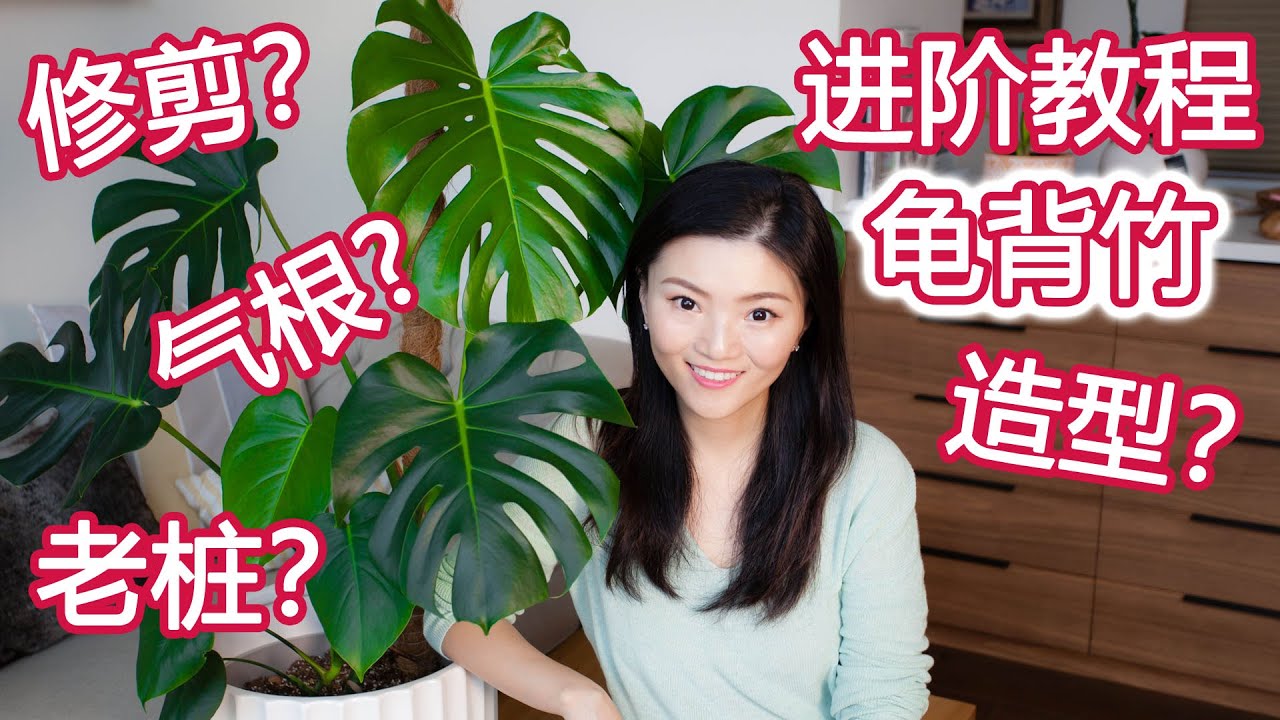 绿植进阶教程系列 03 | 手把手教你怎么养出网红造型 | 龟背竹升级版养护技巧 | 气根养护 | Air Layering  实战操作 | 水苔包裹 前后对比 干货满满