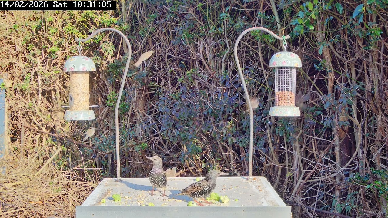 Bird table antics, 14th February 2026