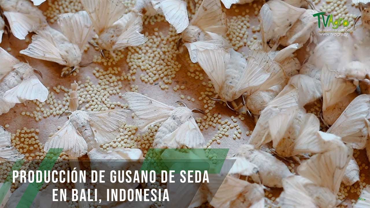Producción de gusano de Seda en Bali, Indonesia - TvAgro por Juan Gonzalo Angel Restrepo