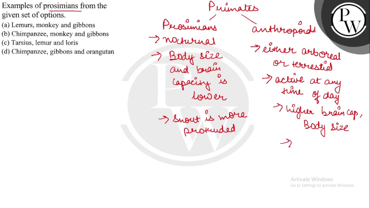 Examples of prosimians from the given set of options. (a) Lemurs, m...