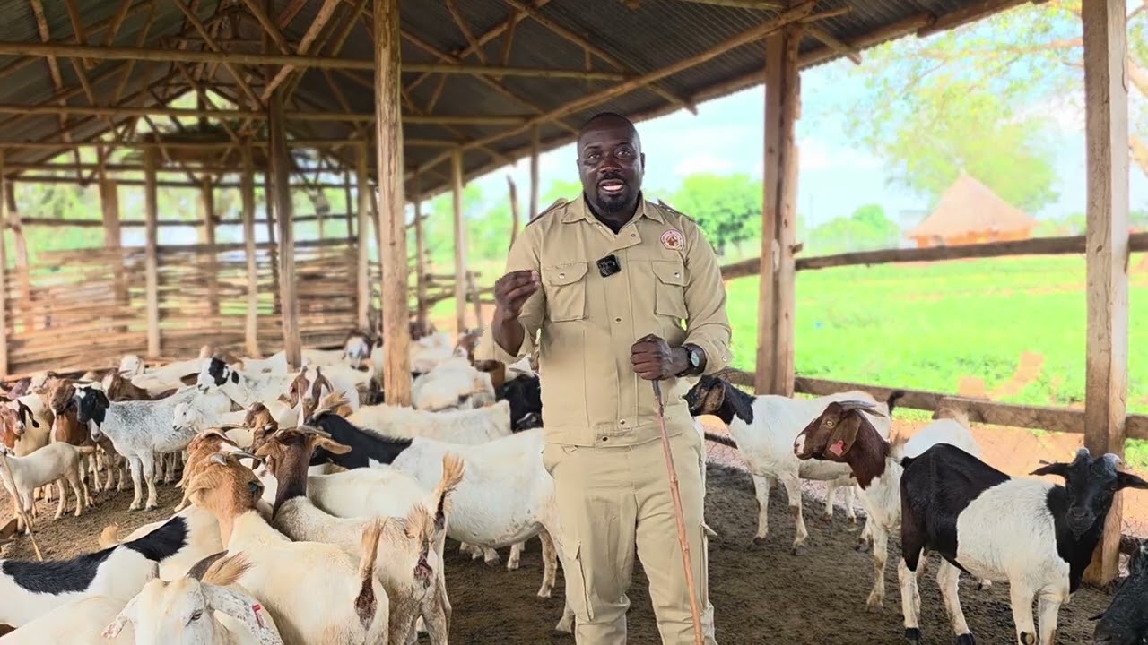 The risk u must know about goat farming( reason why people leave goat farming without benefiting)