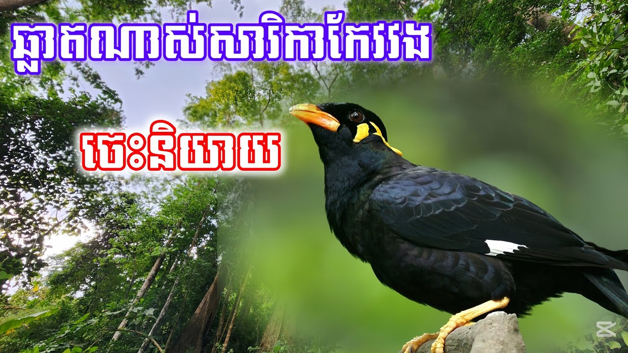 ឆ្លាតណាស់សារិកាកែវវងចិញ្ចឹមតែមួយឆ្នាំសោះ ចេះនិយាយ