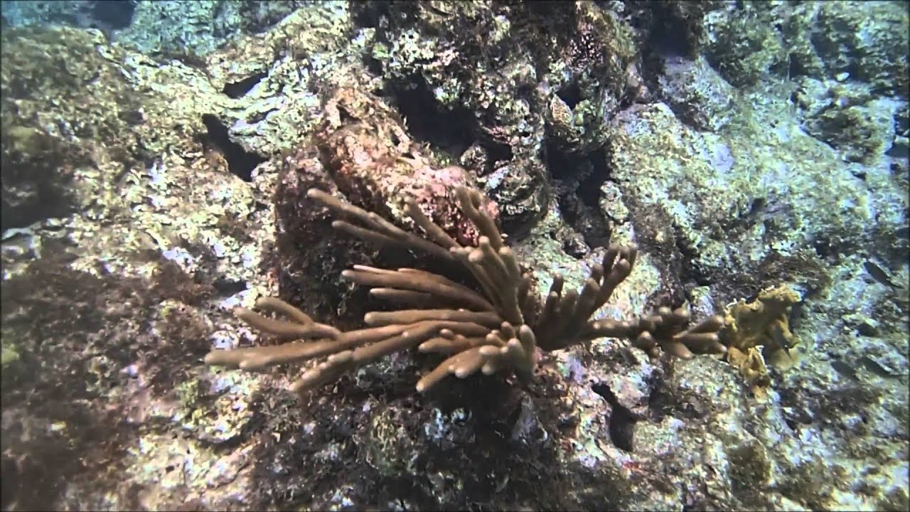 Snorkeling At Daaibooi Beach On Curacao