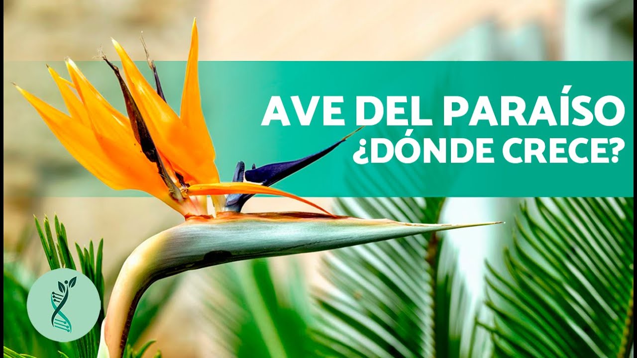 ¿Cómo se REPRODUCE la planta AVE DEL PARAÍSO? 🪴🌺 (Características y Cuidados de la Planta)