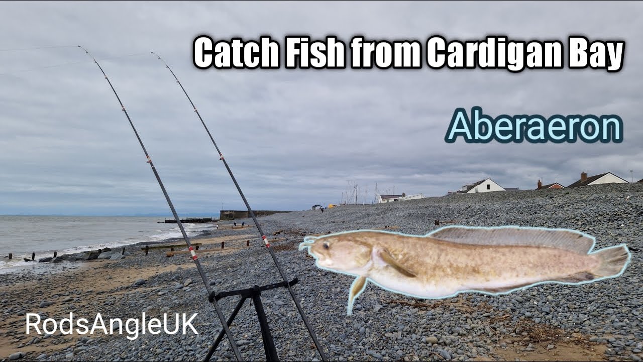 Catch Fish from Cardigan Bay: ABERAERON