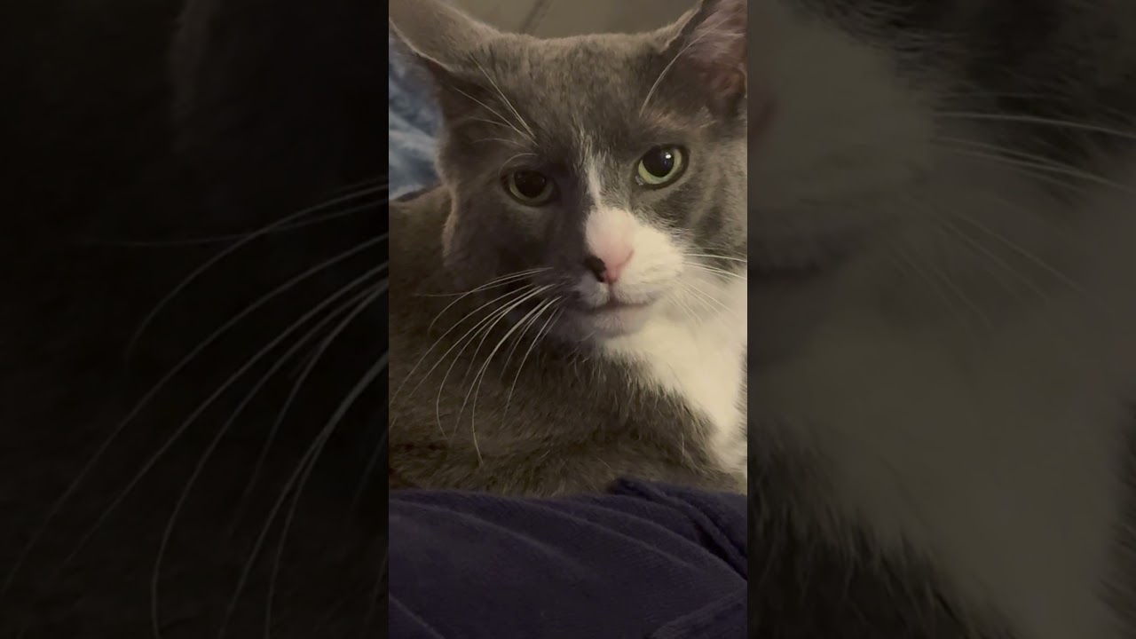 Smokey's Staring! 😊☺️ #cats #cute #shorts