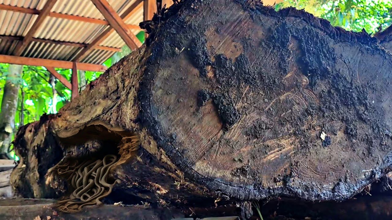 Surprise inside the giant teak log that is disturbing at the sawmill