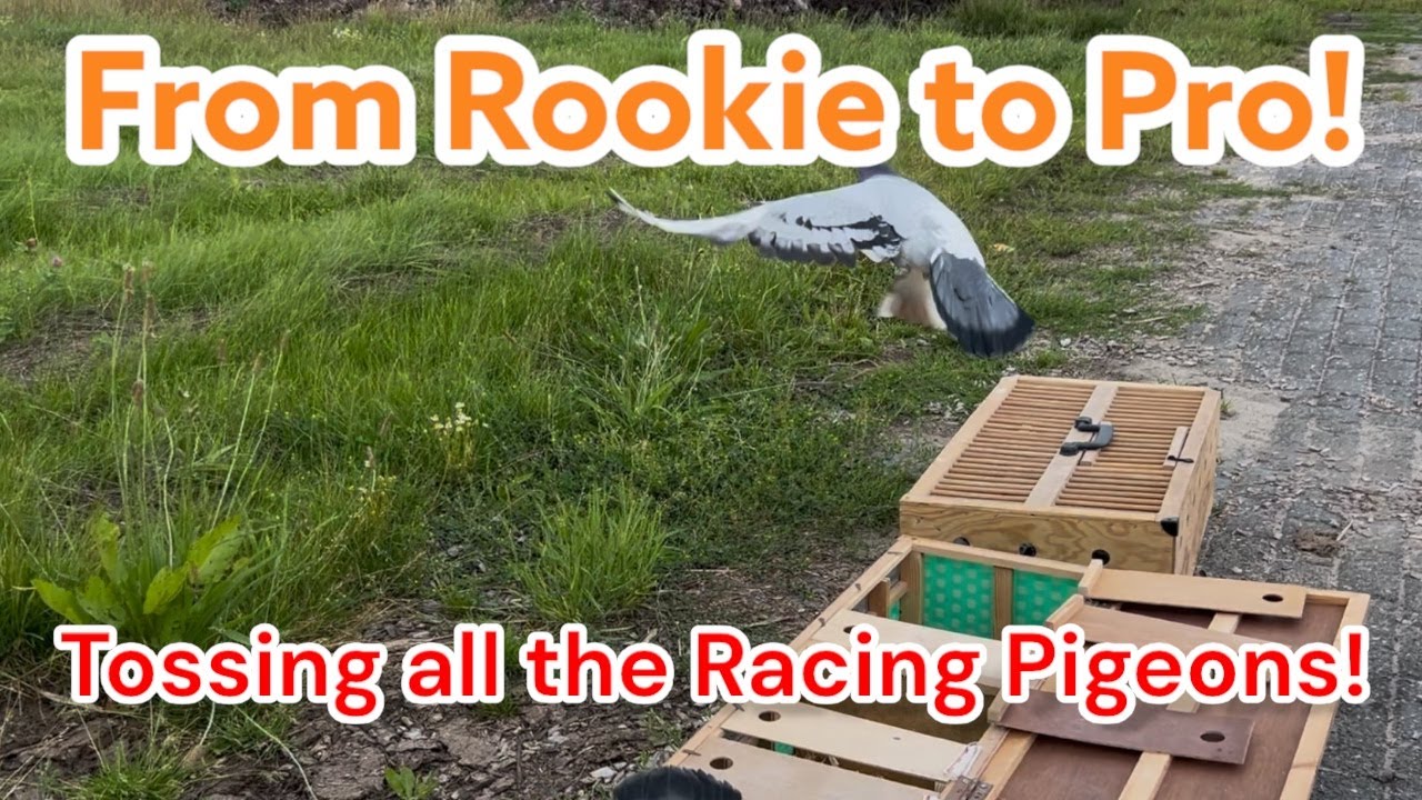 From Rookie to Pro – Tossing All the Racing Pigeons!🕊️💨