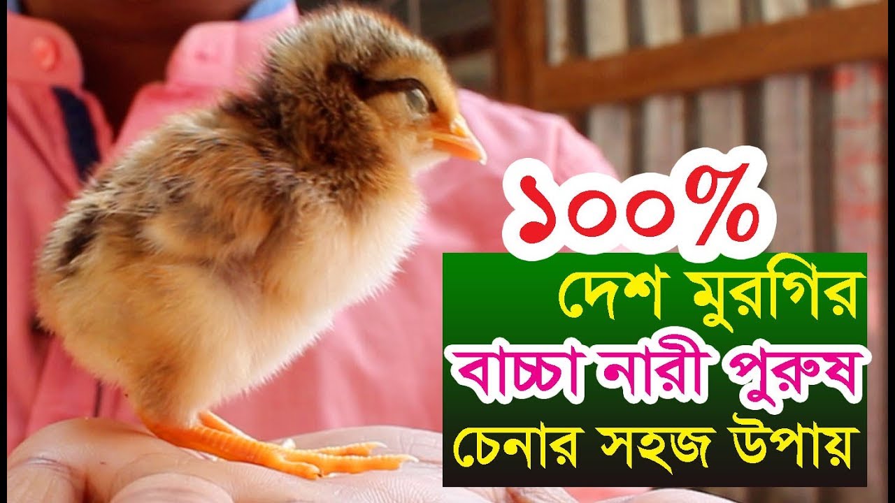 100% দেশি মুরগির বাচ্চা নারী পুরুষ চেনার সহজ উপায় | How to Identify Male and Female Chicks