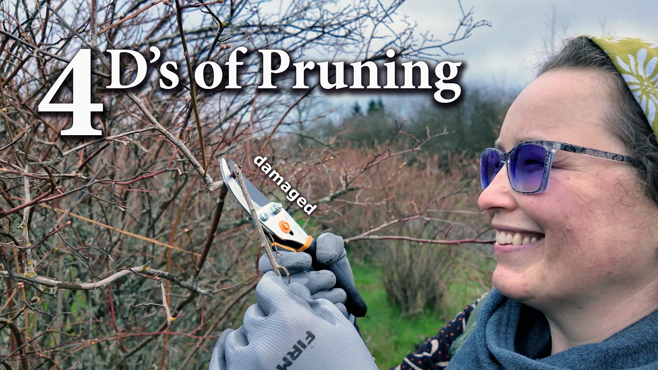 Обрезка огромных кустов черники с участием мастеров-садоводов штата Вашингтон | Инструменты, сове...