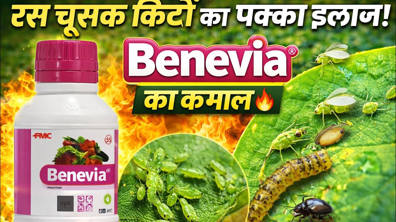 रस चूसक कीटों का पक्का इलाज | Benevia Insecticide FMC | Thrips, Whitefly Control 😱