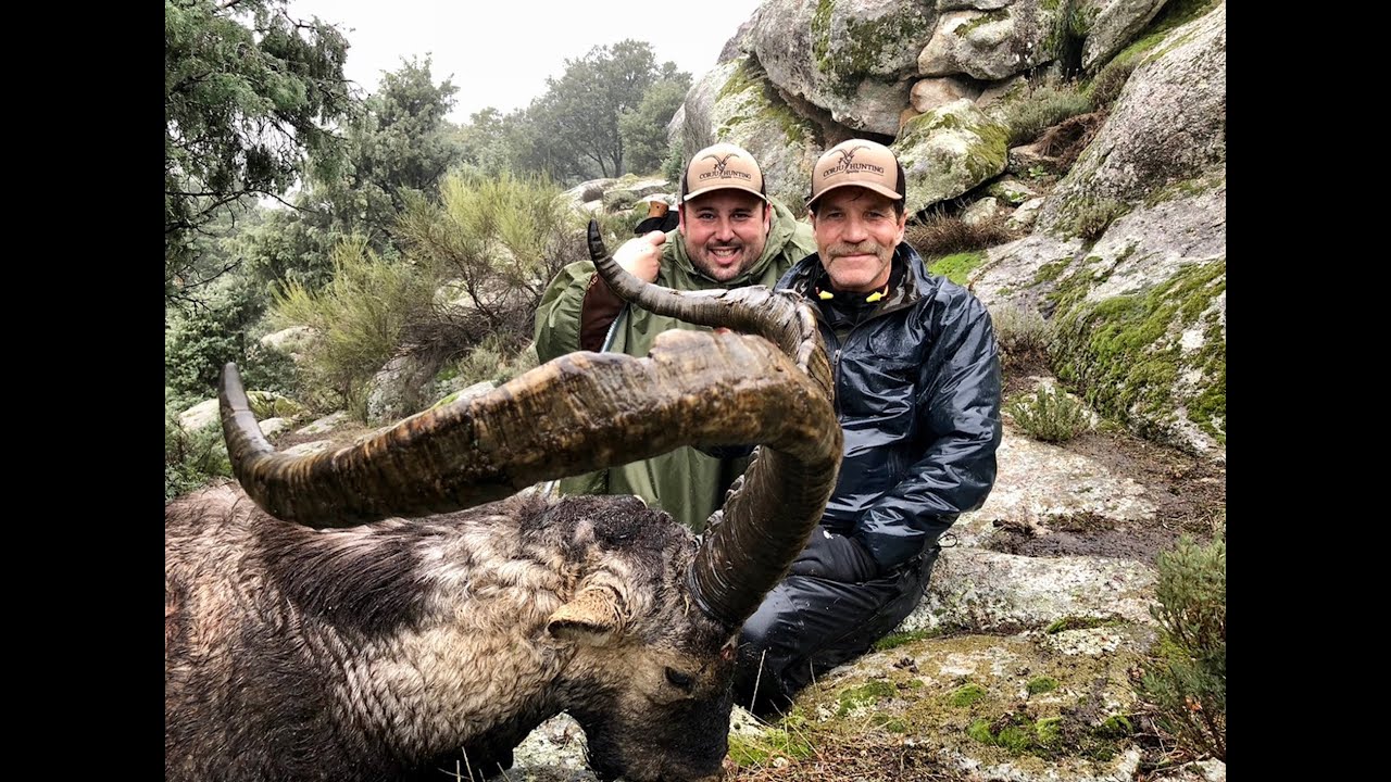 Monster Gredos Ibex hunting in Spain