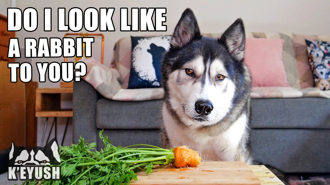 Husky Tries Beans! Chucks a Pepper! And Argues About Homegrown Veg!