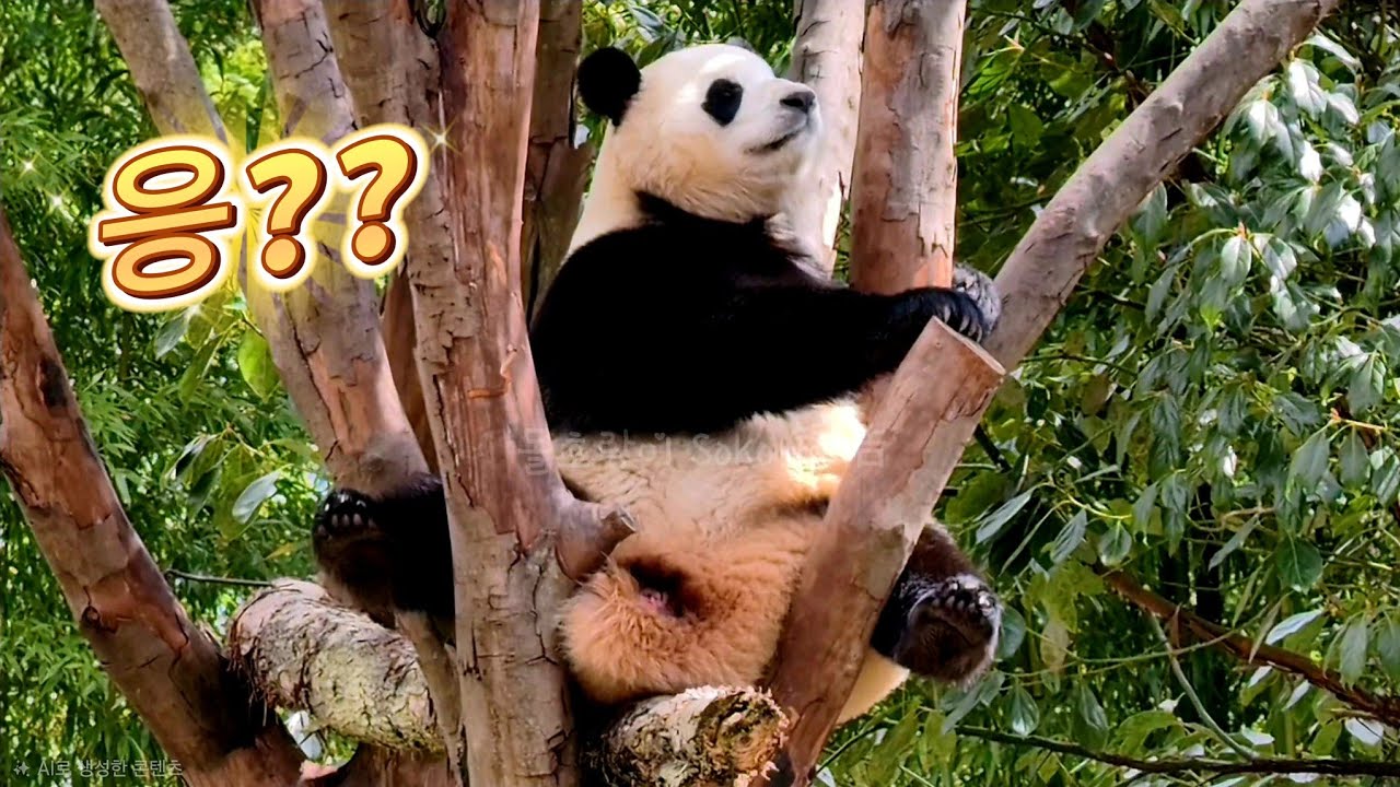 푸..푸야~!?그건 무슨 자세야...?!ㅋㅋㅋ | 2월 28일 오후(푸바오 실시간) Panda Fubao