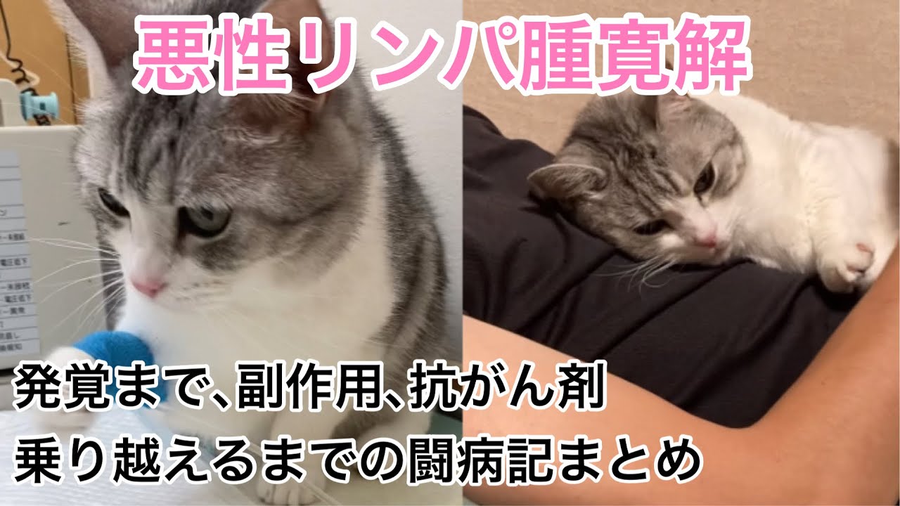 猫の悪性リンパ腫を乗り越えるまでの闘病記のまとめ