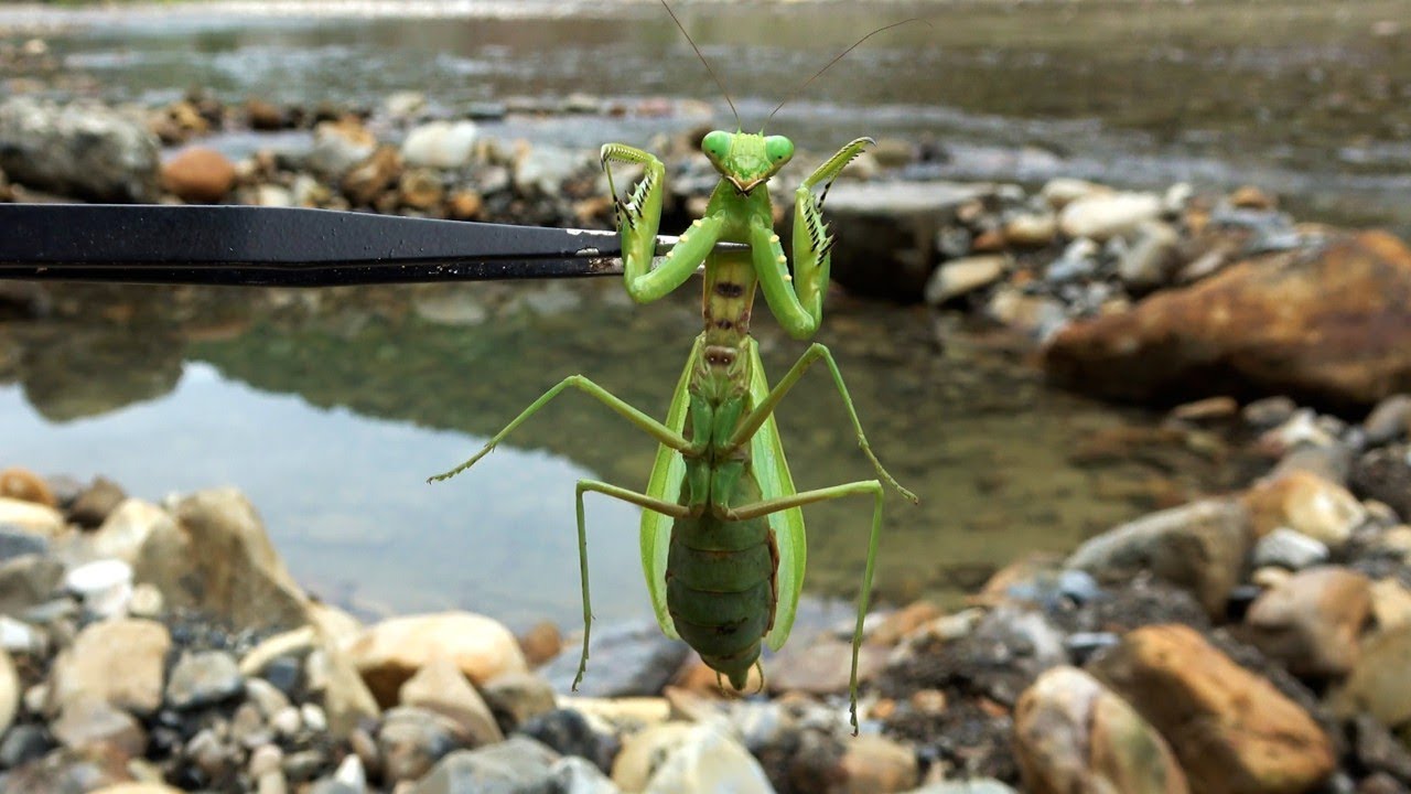 寄生されたカマキリを温泉に入れると…