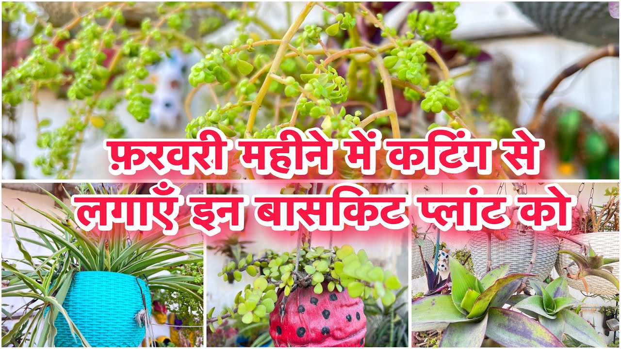 फ़रवरी में कटिंग से लगने वाले बासकिट प्लांट जो बहुत जल्दी ग्रोथ करते है ।