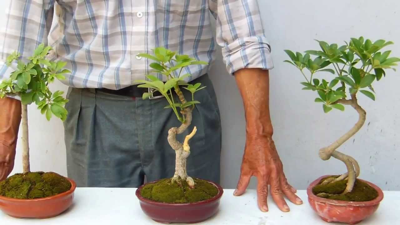 La Schefflera arborícola de Taiwan