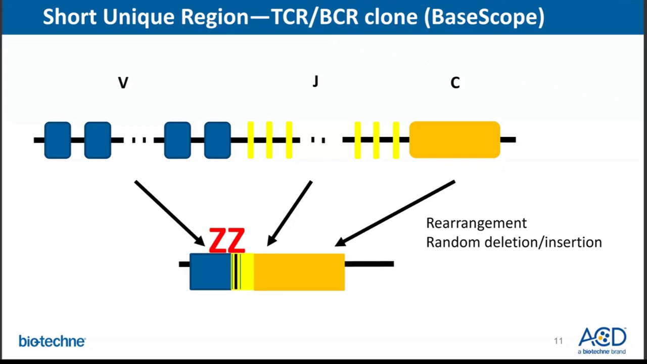 RNAscope/BaseScope Probe Design Overview Webinar - Oct. 2019