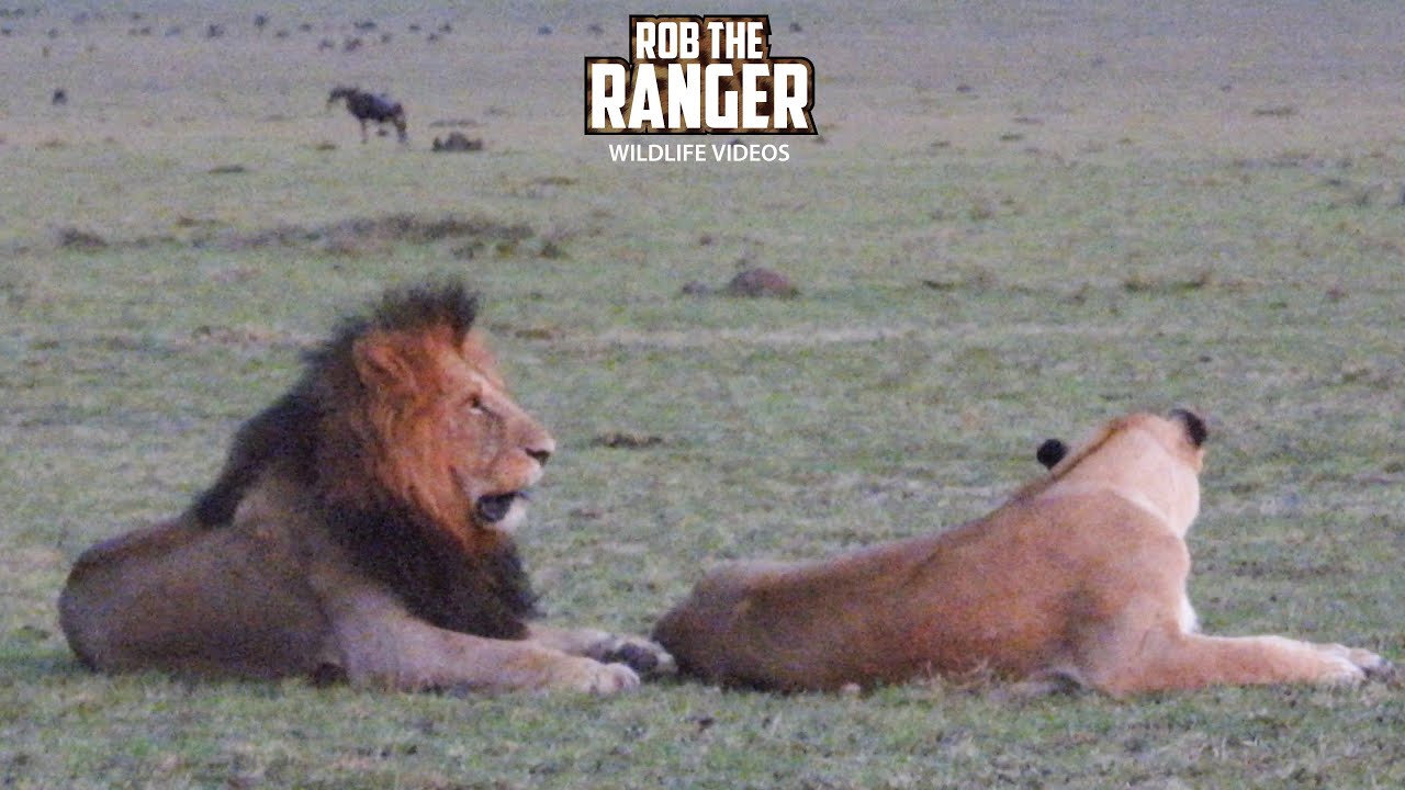 Beautiful Lions At Sunset!! | Lalashe Mara Ripoi Safari
