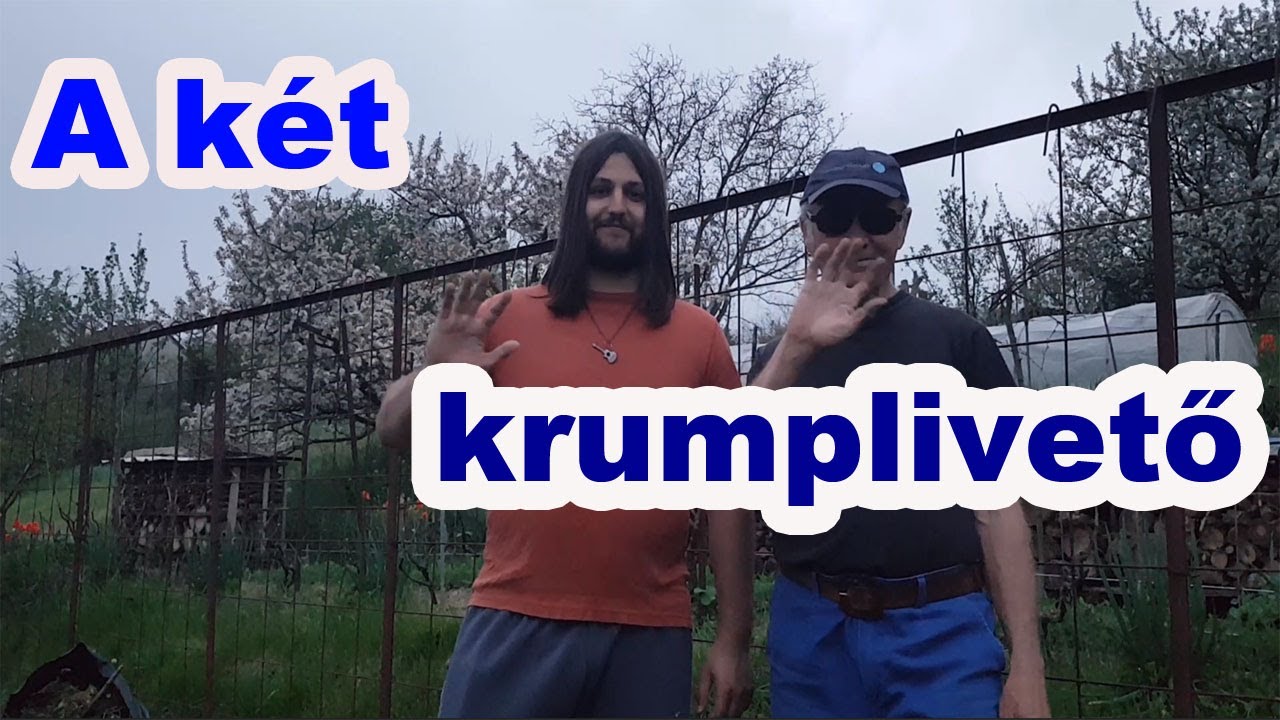Krumplivetés a természetbarát kertben.