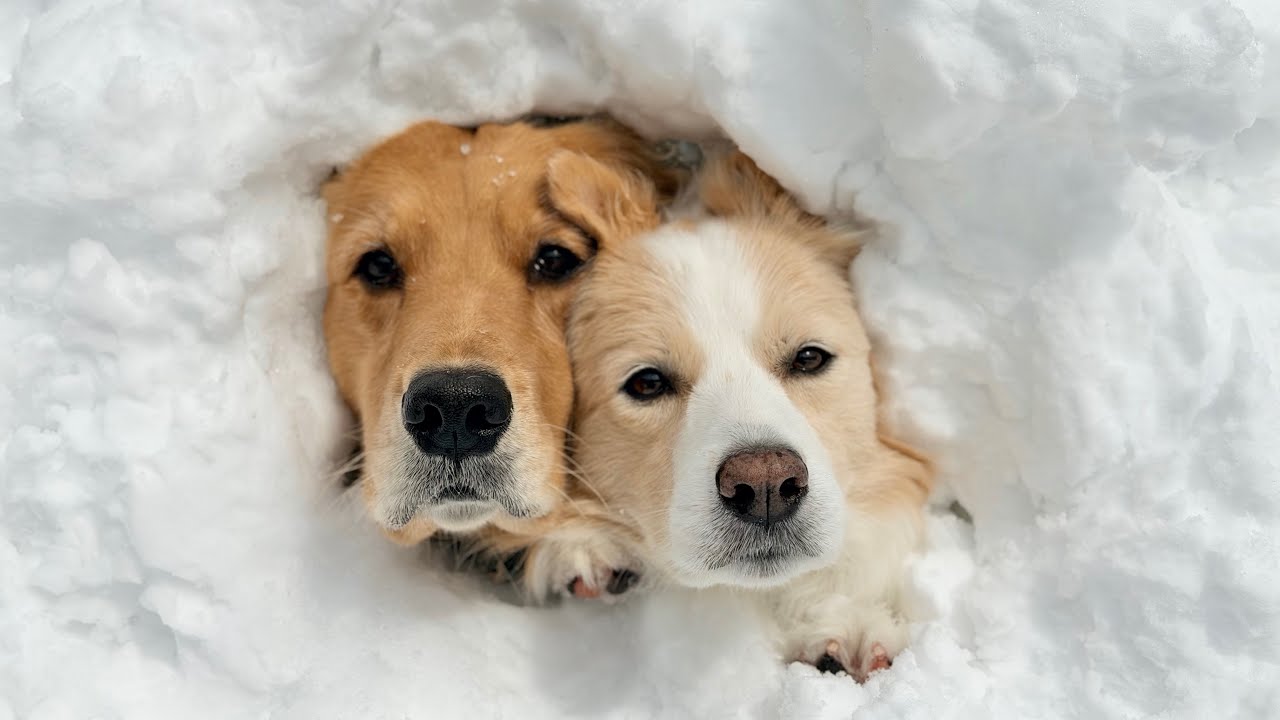 【犬と田舎暮らし】想像以上に雪が積もって古民家の庭が埋もれました..😂【ボーダーコリー・ゴールデンレトリバー】#shorts