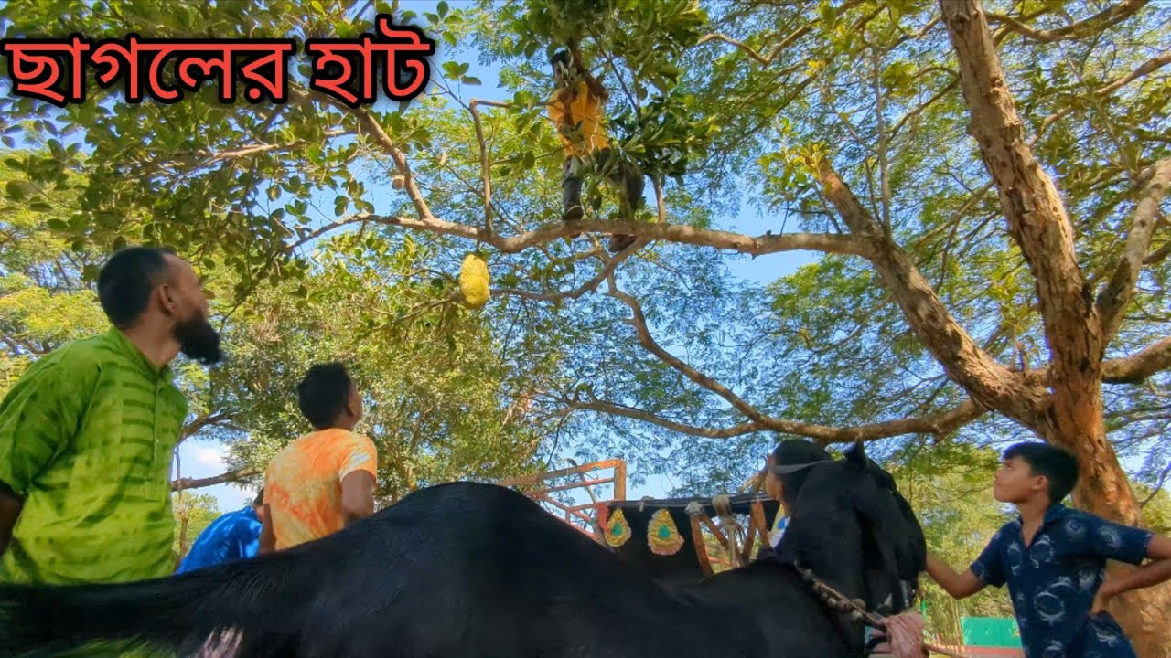 সস্তা গরু ছাগল বিক্রি হয় এই হাটে || Cheap cows and goats are sold in this market