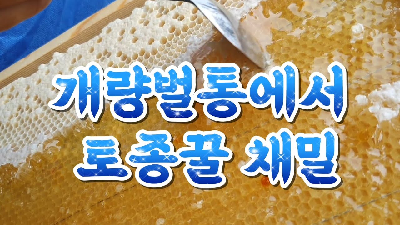 개량벌통에서 토종꿀 채밀 #토종벌 #토종꿀 #채밀 #bee #귀농