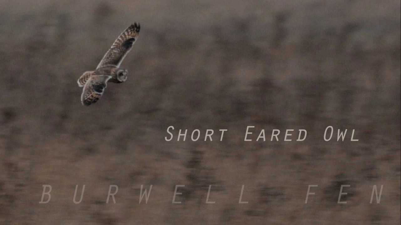 Short Eared Owl in flight