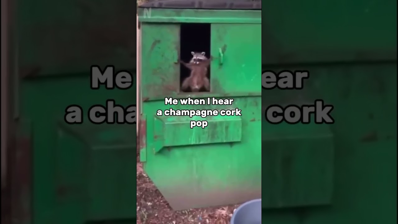 Me when I hear a champagne cork pop 🤣 @rare_wine #jokes #wine #champagne #sparklingwine #winenot