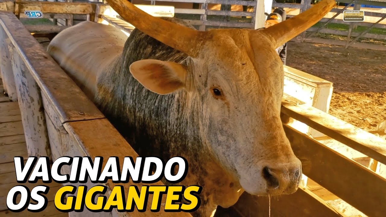 Fomos VACINAR os TOUROS da Cia. Califórnia